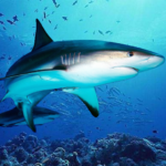 The DogFish