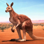 The Kangaroo The Kangaroo
